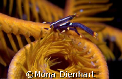 crab wandering on his featherstar on a night dive in Buna... by Mona Dienhart 